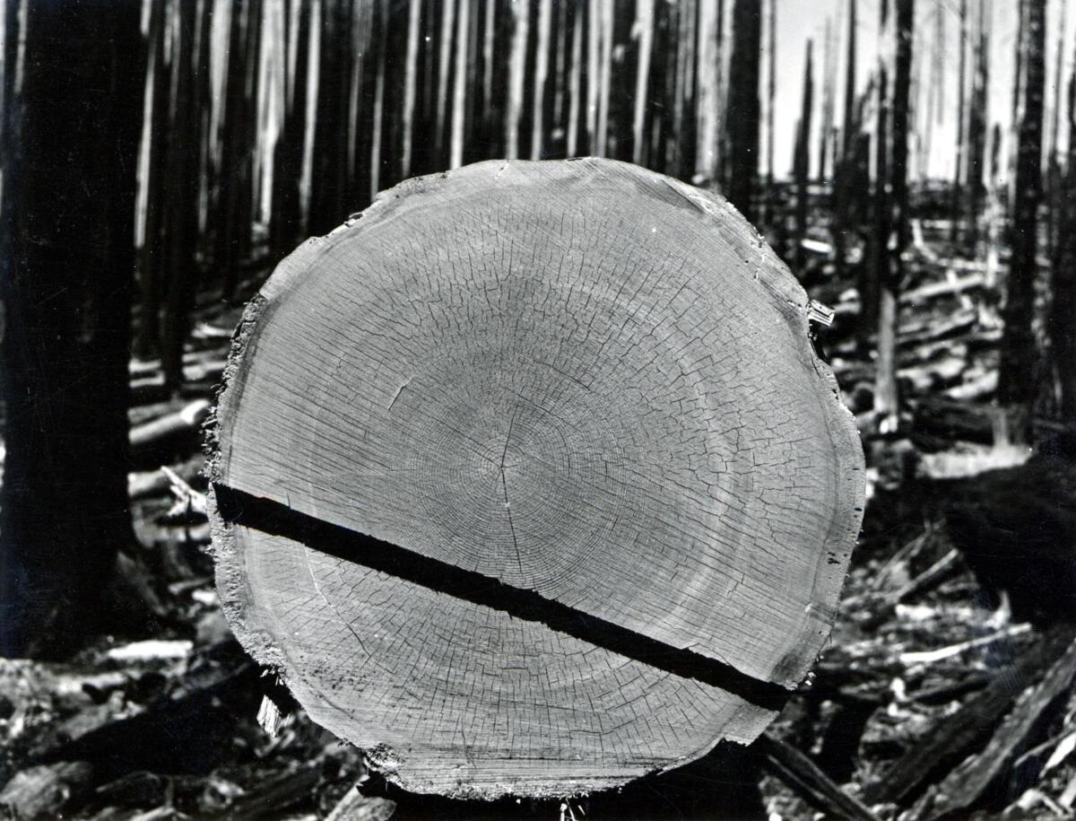 Foto eines abgeschnittenen Baumstamms